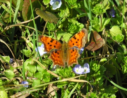 Polygonia c-album